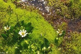Alpine Marsh Marigold.jpg